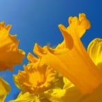 daffodil