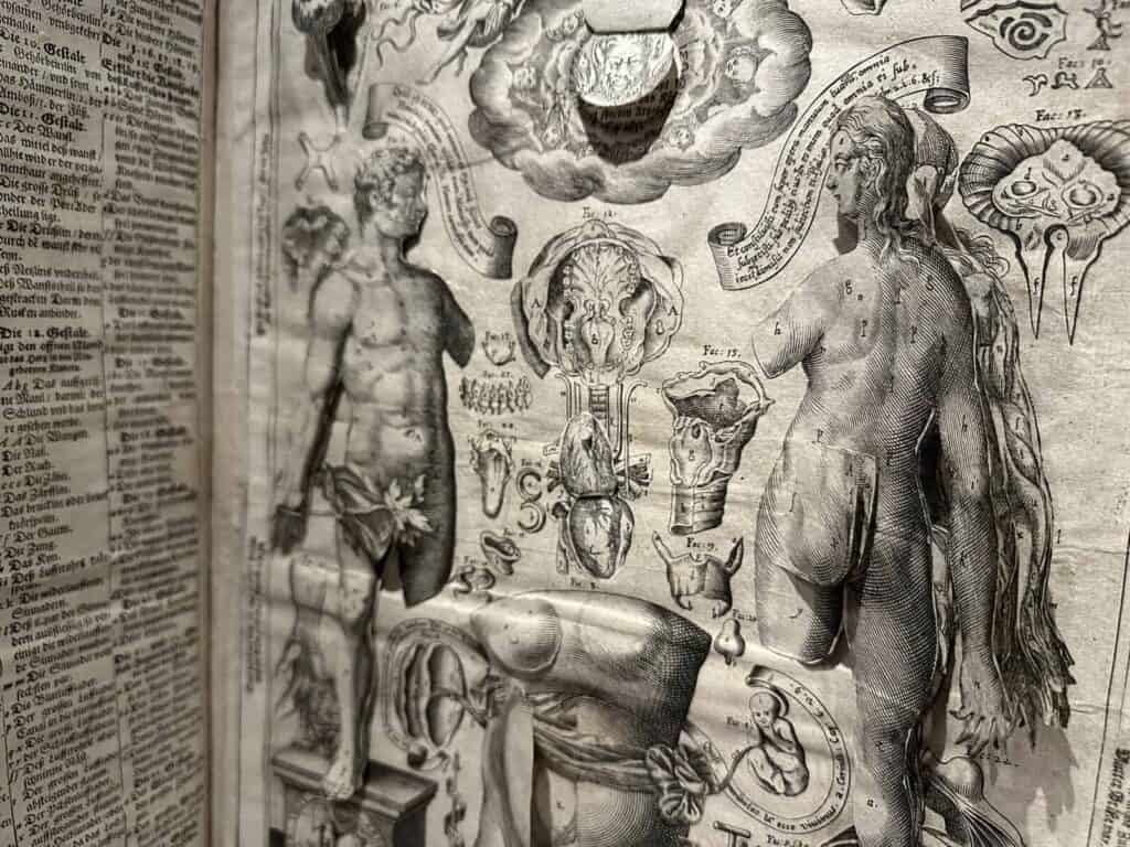 Black and white printed engravings of a man, woman, a pregnant female torso, and various body parts and organs. Some of these open with flaps to show layers of organs and tissues in the body.