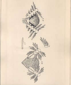 Plate XIII. 