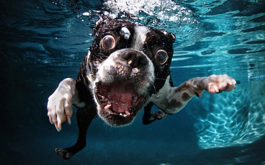 swimming terrier