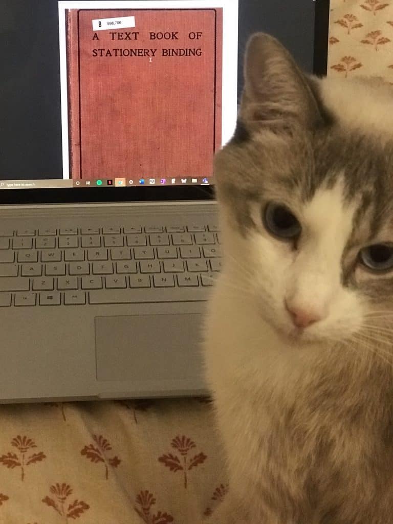 White and brownish gray cat faces the camera, in the background a laptop is open with a photo of an old red book on screen