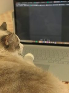 A brownish gray and white cat sits facing an open laptop with a loading webpage 