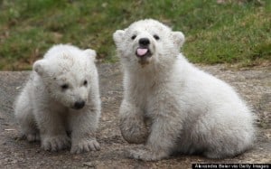 Munich Zoo Presents Twin Polar Bear Cubs