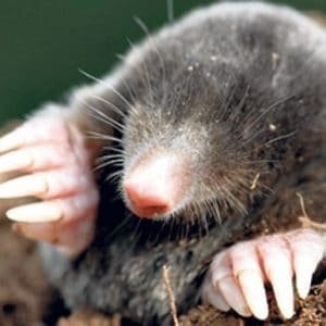 moles