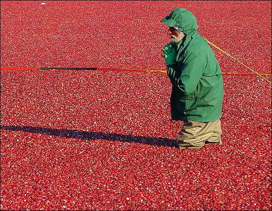 A worker in a cranberry bog. 