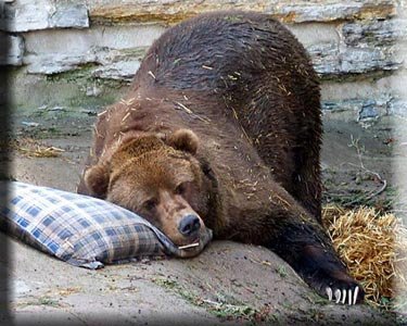 Hibernating_bear