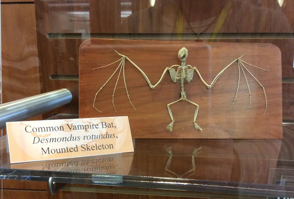 Common Vampire Bat Mounted Skeleton. On loan from the Museum of Natural History