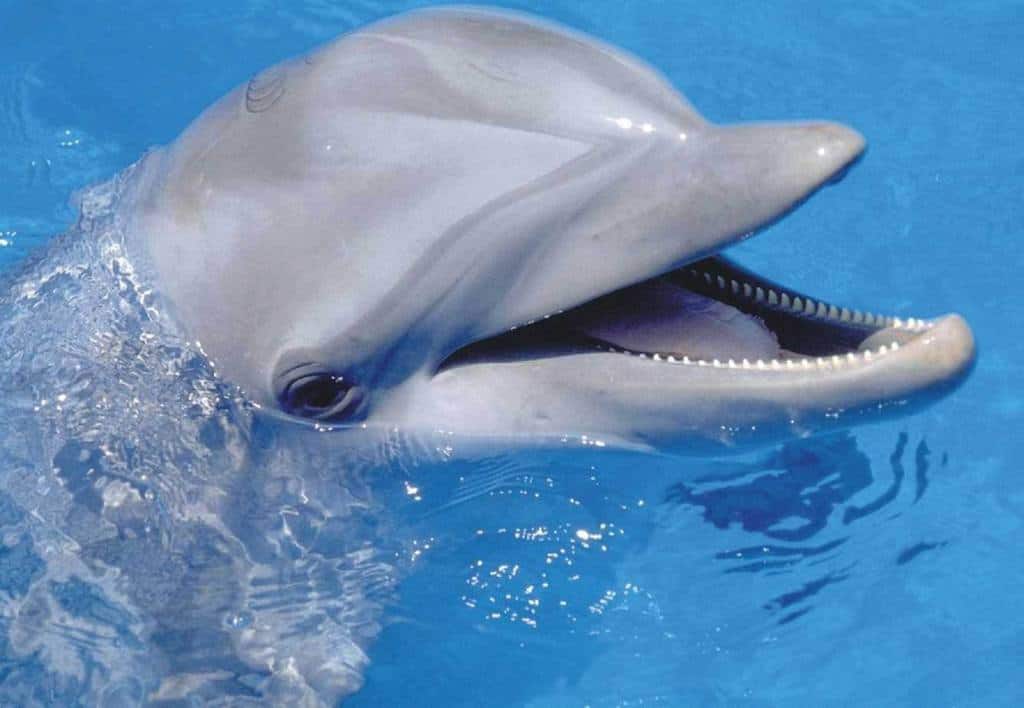 NATIONAL DOLPHIN DAY - April 14 - National Day Calendar