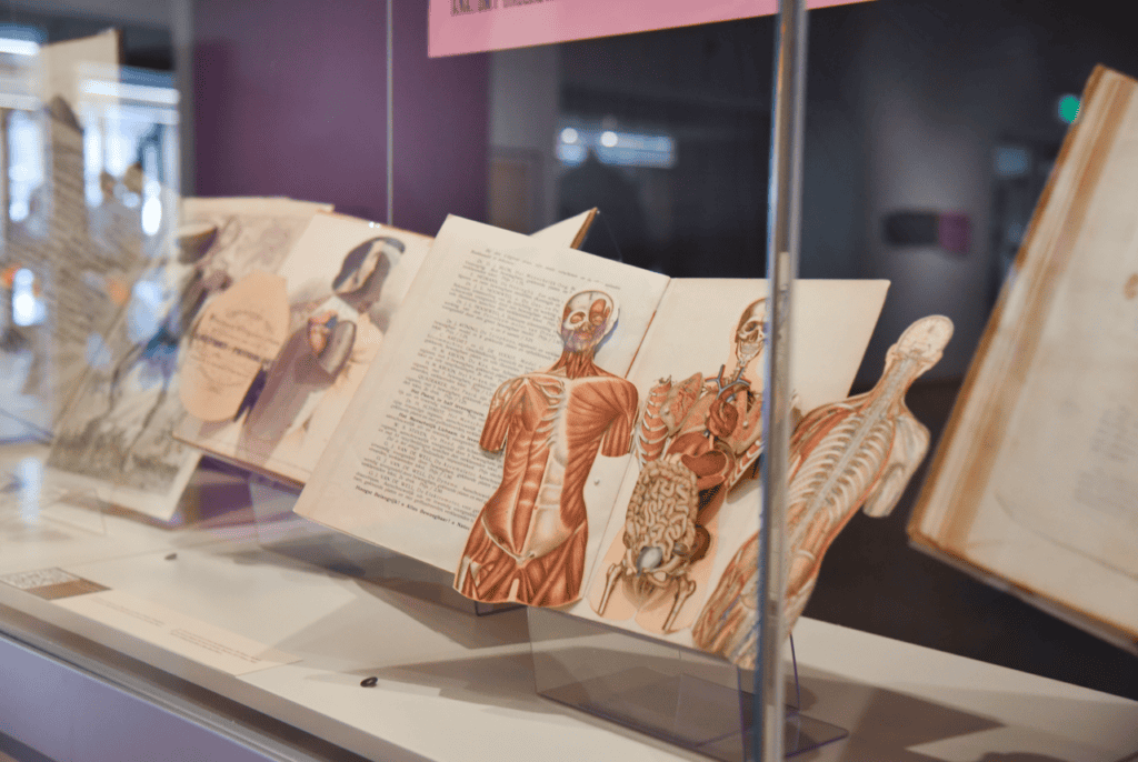 Anatomy books from the late 1800s and early 1900s are open, with their anatomy flaps held open so visitors can see illustrations of different organs in the human body.