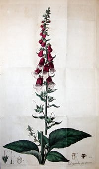 Withering, William (1741-1799). An Account of the foxglove, and some of its medical uses, Birmingham, 1785.
