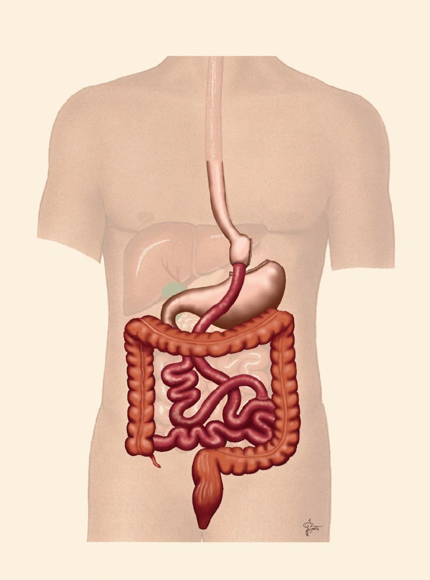 Операция желудка кишечника. ЖКТ человека. Желудочно-кишечный тракт человека. Желудок кишечный тракт.