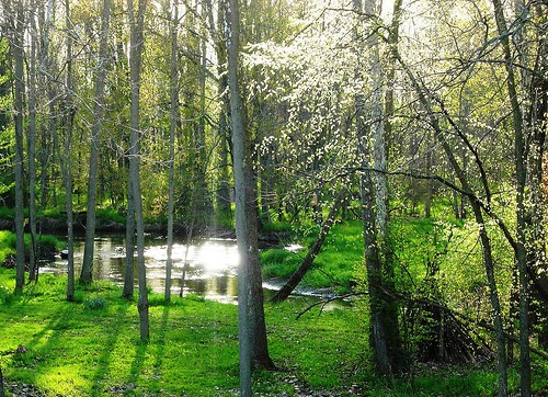 image of woods in Spring
