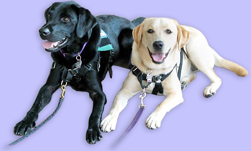 picture of therapy dogs