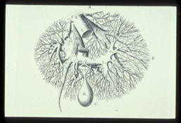drawing of liver