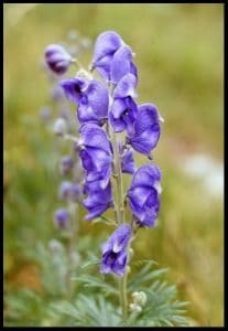 picture of wolfsbane plant