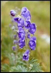 does wolfsbane kill you