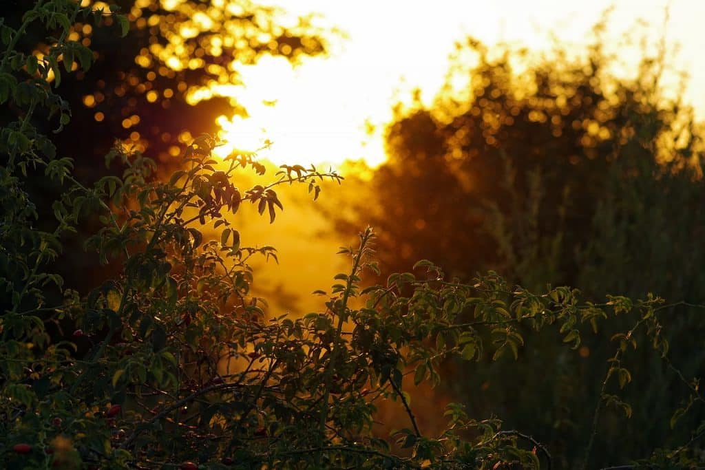 picture of sunset with plants