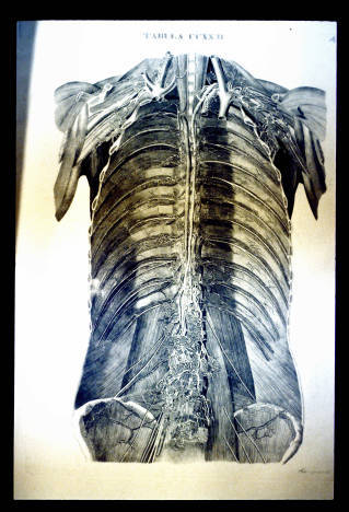 image from back from Icones anatomicae vol. 1, 1801