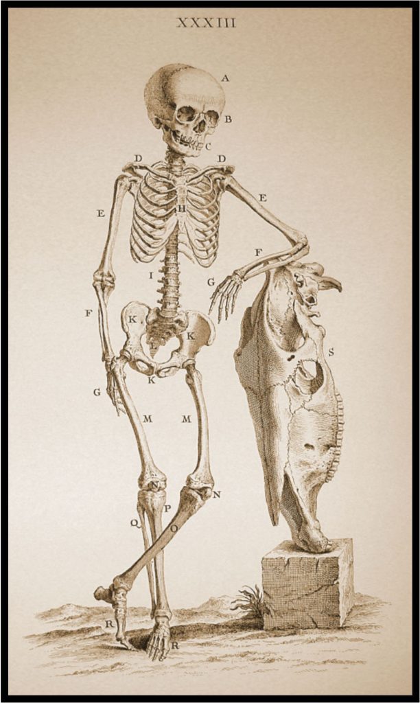 Skeleton torso, for Cheselden's Osteographia, Works of Art, RA Collection