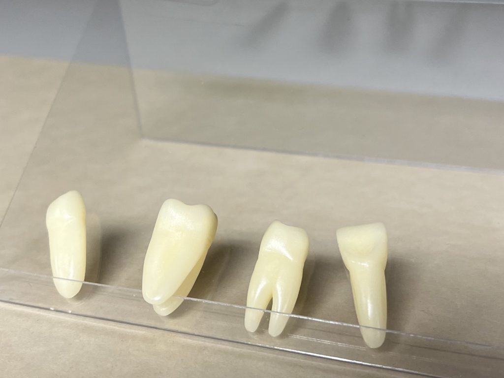 wax models of three human teeth on a table