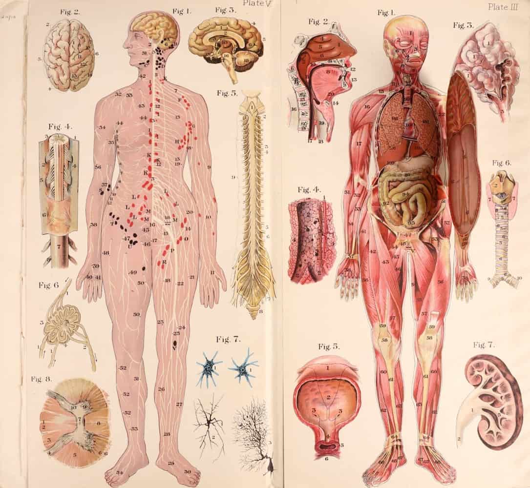 The Human Body: What It Is and How It Works, in Vibrant Vintage  Illustrations circa 1959 – The Marginalian