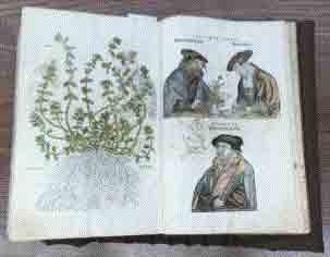 photo of herbal from 1541; herb and 3 men
