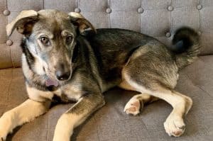 photo of mixed breed dog, husky/shepherd on couch