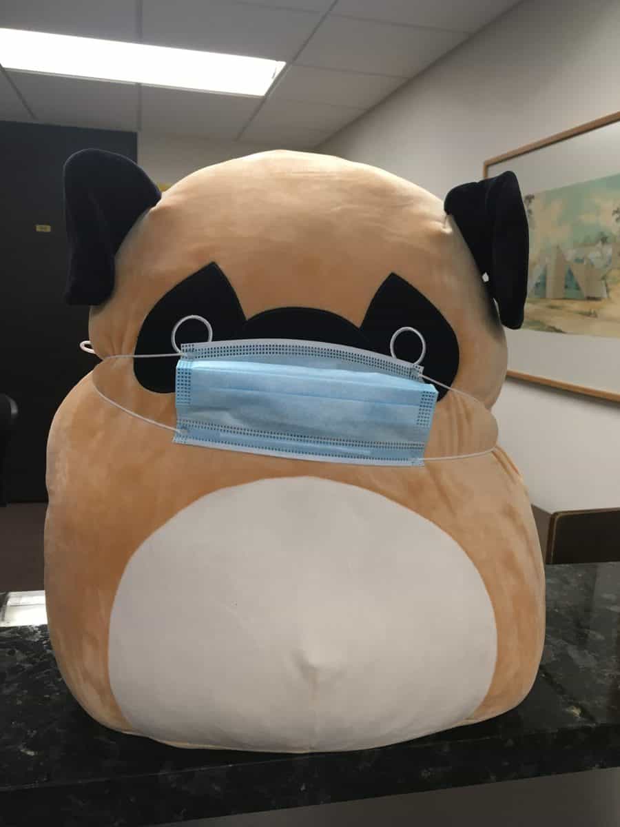 stuffed pug wearing disposable blue face mask