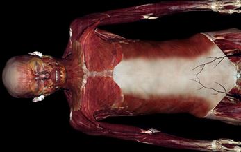image of male body from anatomage table