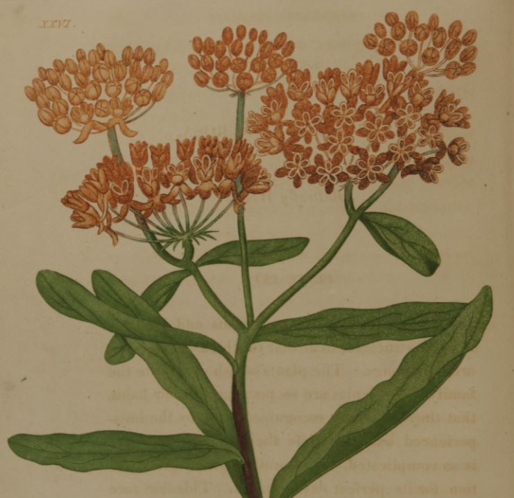 colored plate of butterfly milkweed (asclepias tuberosa)