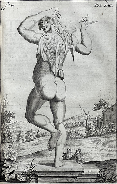 anatomical print from 1681 book