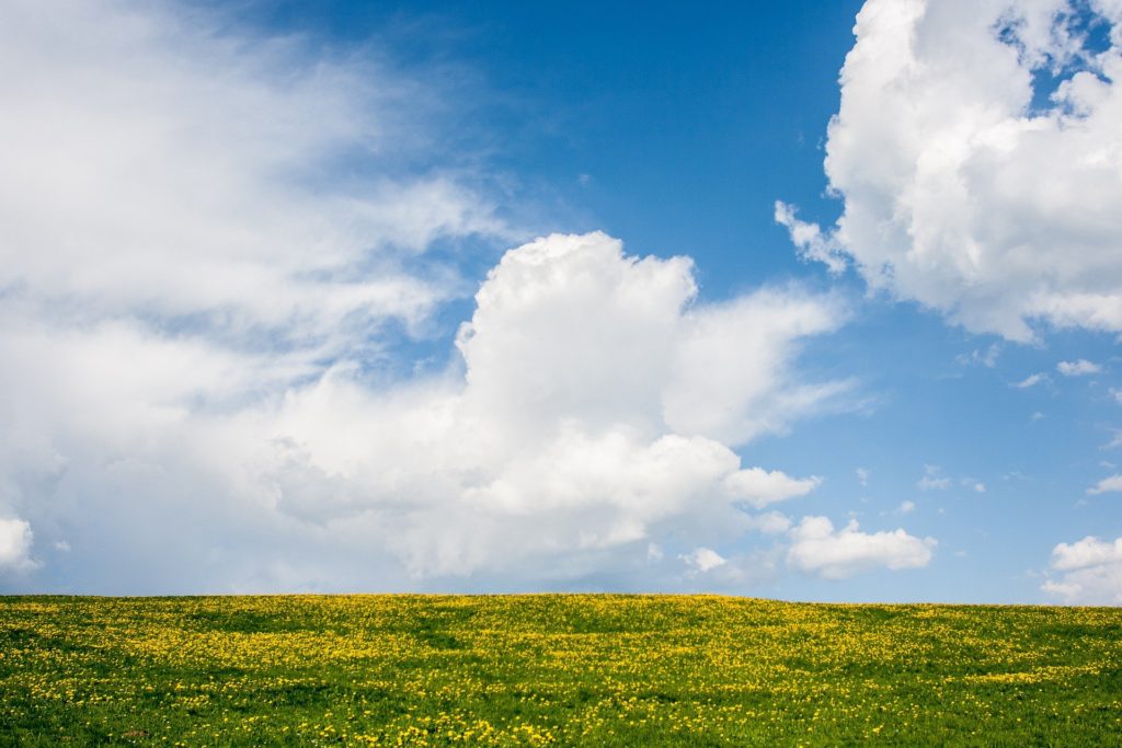 field with flowers, clouds, blue sky