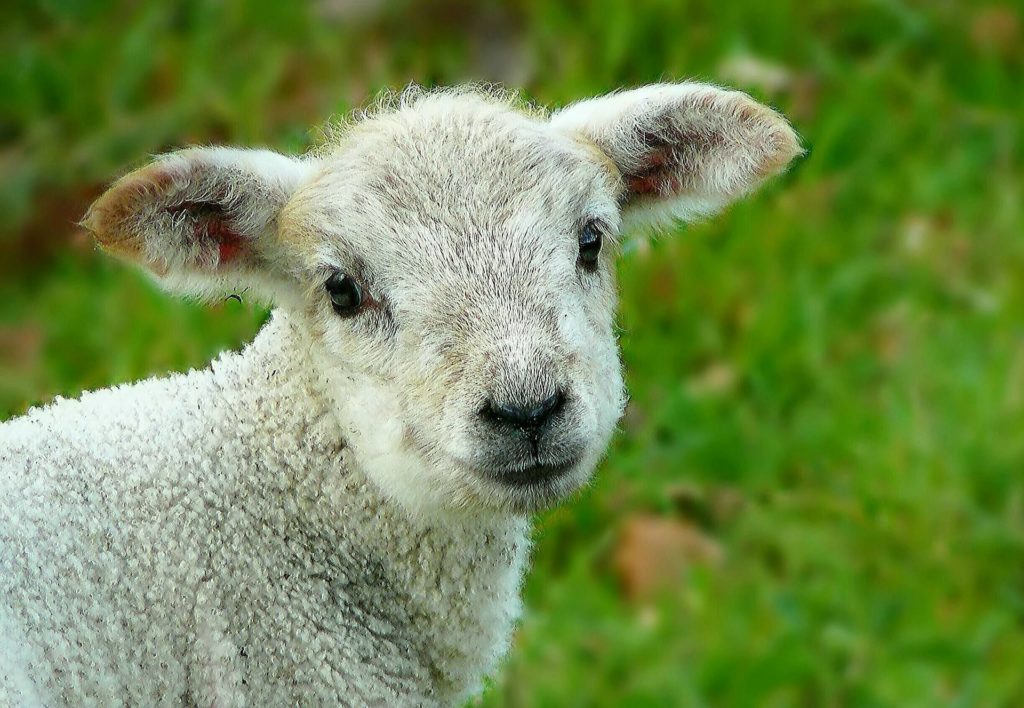 white lamb in green field from Cocoparisienne at pixabay.com