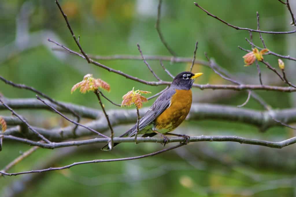 spring robin on a sumac tree branch