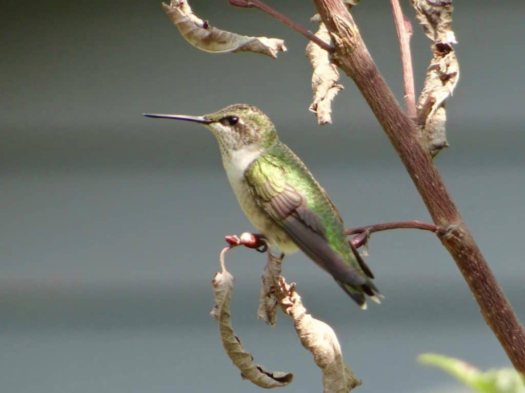 close up of hummingbird