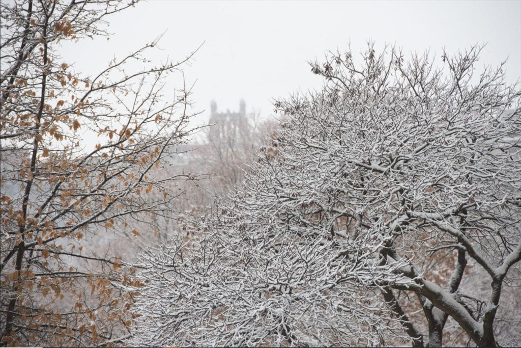 image of UIHC with snow covered trees
by Thomas Schoon