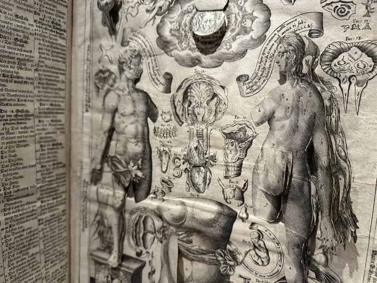 Black and white printed engravings of a man, woman, a pregnant female torso, and various body parts and organs. Some of these open with flaps to show layers of organs and tissues in the body.