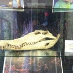 Crocodile Skull from the UI Museum of Natural History