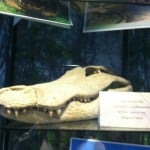 Alligator skull from the UI Museum of Natural History
