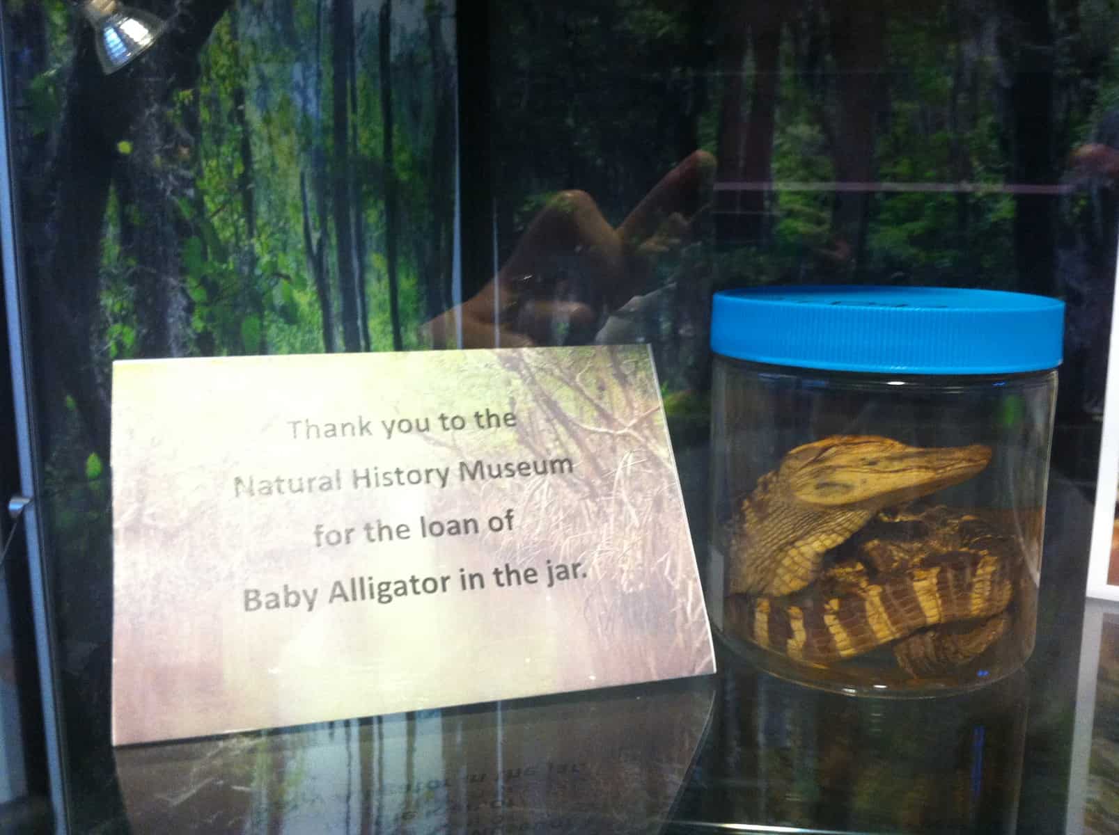 Baby alligator in a jar from the UI Museum of Natural History