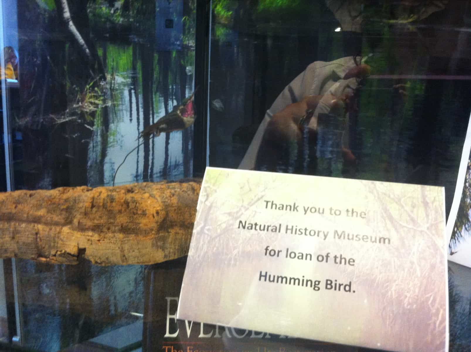 Hummingbird from the UI Museum of Natural History