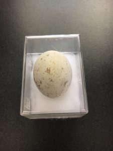 Red-tailed Hawk egg