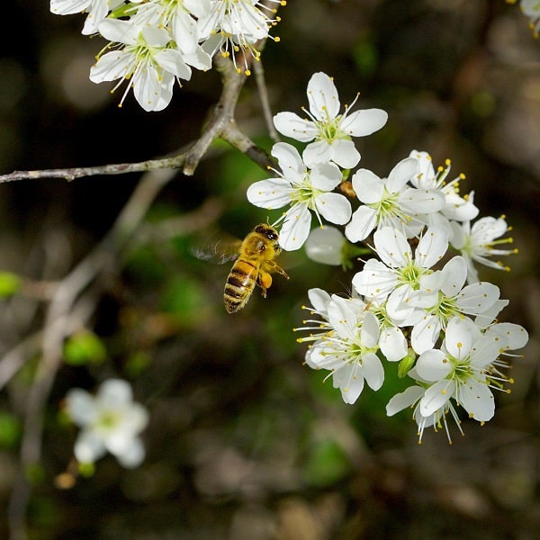 Bee visiting white flowers
