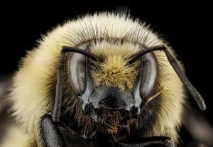 Bombus huntii, M, face, Pennington County, SD_2012-11-14-15.34.51 ZS PMax. Badlands National Park, South Dakota.