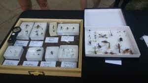 Pinned Insects