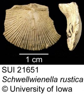 Image of Schellwienella rustica SUI 21651 fossil