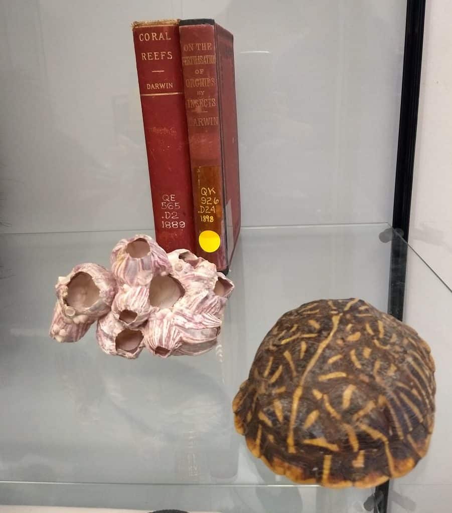 Image of coral and tortoise shell