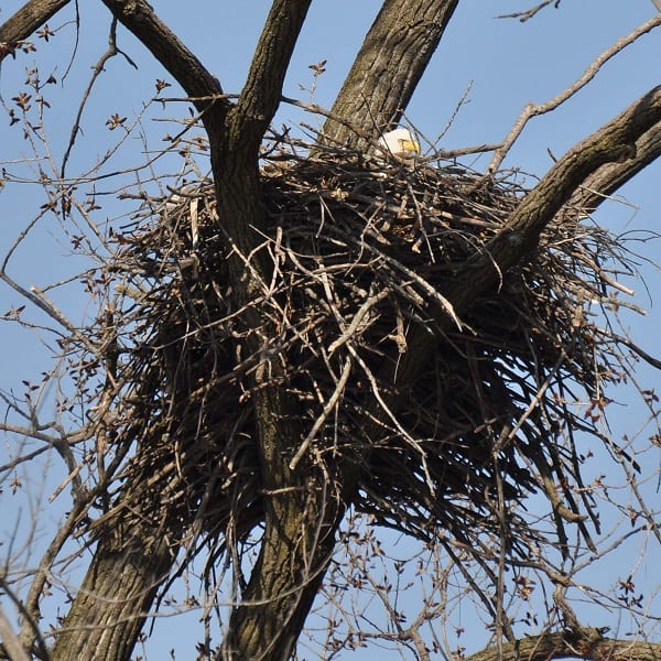 Picture of Bald Eagle nest