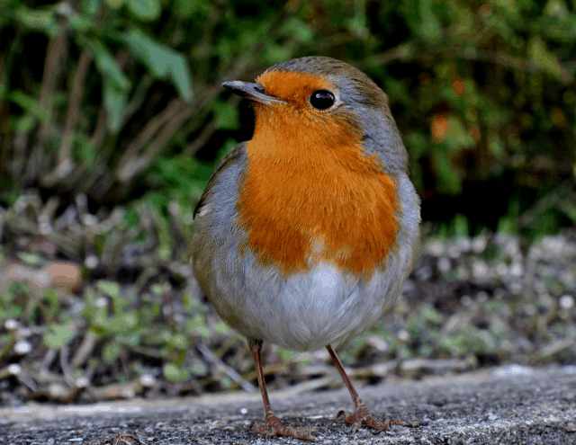 Picture of a robin