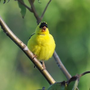 American Goldfinch